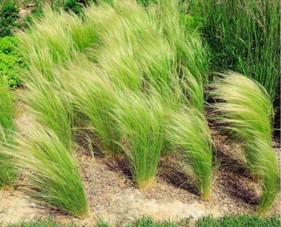 Kavyľ perovitý (Stipa tenuissima) PONYTAILS_1